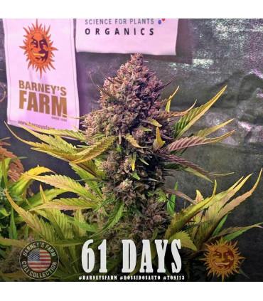Gorilla Zkittlez Auto (Barney's Farm)