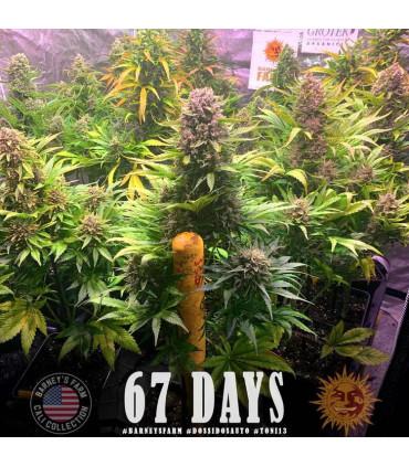 Gorilla Zkittlez Auto (Barney's Farm)