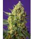 Crystal Candy XL Auto (Sweet Seeds)