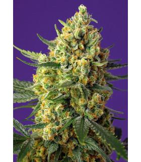 Crystal Candy XL Auto (Sweet Seeds)