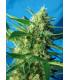 Ice Cool Auto (Sweet Seeds)