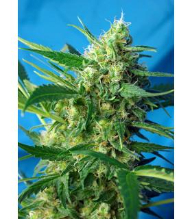 Ice Cool Auto (Sweet Seeds)