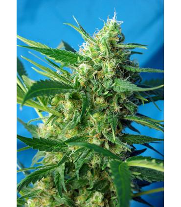 Ice Cool Auto (Sweet Seeds)