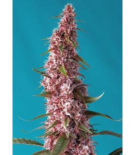 Red Pure Auto CBD (Sweet Seeds)