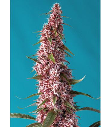 Red Pure Auto CBD (Sweet Seeds)