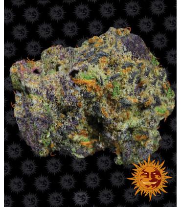 Runtz Muffin (Barney's Farm)