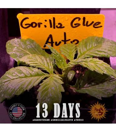 Gorilla Glue Auto (Barney's Farm)