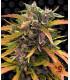 Gorilla Glue Auto (Barney's Farm)