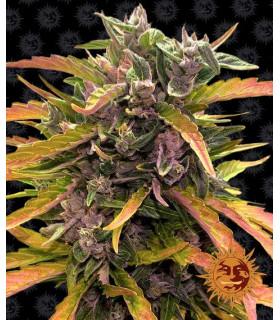 Gorilla Glue Auto (Barney's Farm)