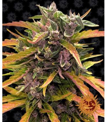 Gorilla Glue Auto (Barney's Farm)