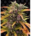 Gorilla Glue Auto