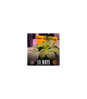 Gorilla Glue Auto (Barney's Farm)