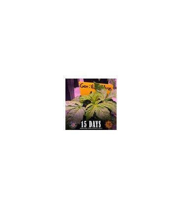 Gorilla Glue Auto (Barney's Farm)