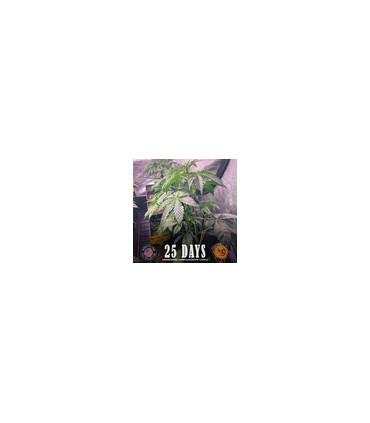 Gorilla Glue Auto (Barney's Farm)