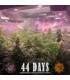 Gorilla Glue Auto (Barney's Farm)