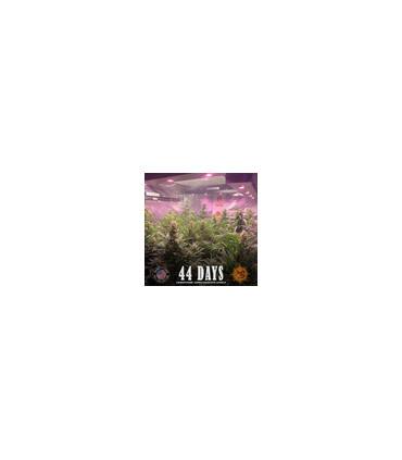 Gorilla Glue Auto (Barney's Farm)