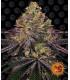 Watermelon Zkittlez (Barney's Farm)