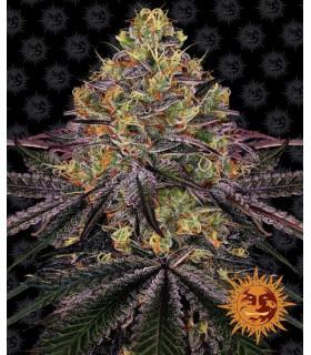 Watermelon Zkittlez (Barney's Farm)