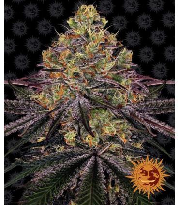 Watermelon Zkittlez (Barney's Farm)