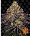 Watermelon Zkittlez