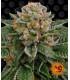 Skywalker OG Auto (Barney's Farm)