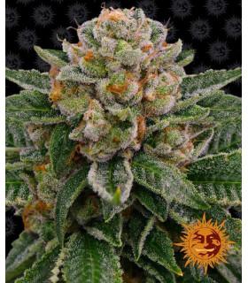 Skywalker OG Auto (Barney's Farm)