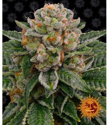 Skywalker OG Auto (Barney's Farm)