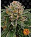 Skywalker OG Auto
