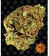 Watermelon Zkittlez Auto (Barney's Farm)