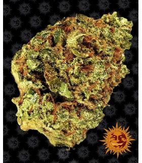 Watermelon Zkittlez Auto (Barney's Farm)