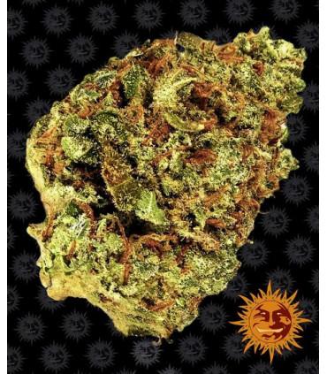 Watermelon Zkittlez Auto (Barney's Farm)