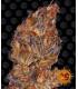 Runtz Auto (Barney's Farm)