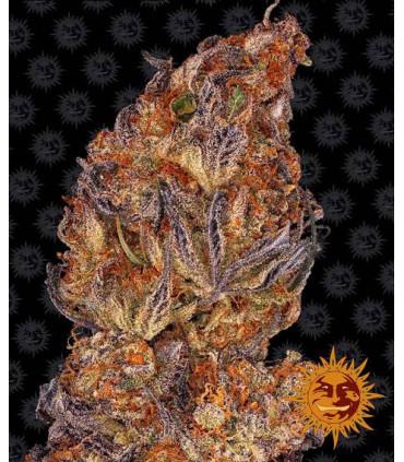 Runtz Auto (Barney's Farm)