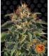 Moby Dick (Barney's Farm)