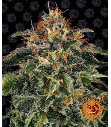 Moby Dick (Barney's Farm)