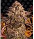 Blue Sunset Sherbert (Barney's Farm)