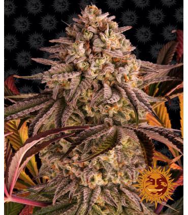 Blue Sunset Sherbert (Barney's Farm)