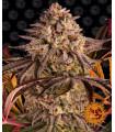 Blue Sunset Sherbert