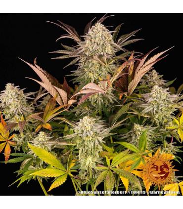 Blue Sunset Sherbert (Barney's Farm)