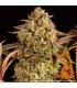 Blue Sunset Sherbert (Barney's Farm)