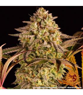 Blue Sunset Sherbert (Barney's Farm)