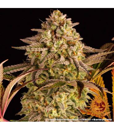 Blue Sunset Sherbert (Barney's Farm)