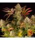 Blue Sunset Sherbert (Barney's Farm)