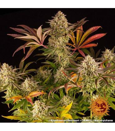 Blue Sunset Sherbert (Barney's Farm)