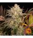 Blue Sunset Sherbert (Barney's Farm)