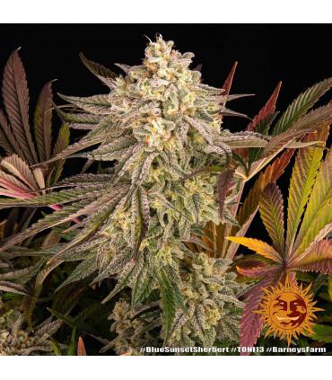 Blue Sunset Sherbert (Barney's Farm)