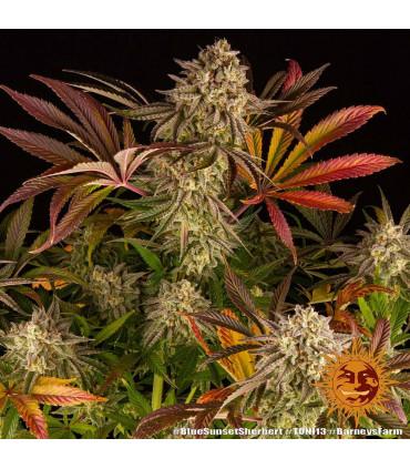 Blue Sunset Sherbert (Barney's Farm)