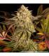 Blue Sunset Sherbert (Barney's Farm)