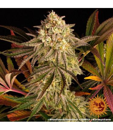 Blue Sunset Sherbert (Barney's Farm)