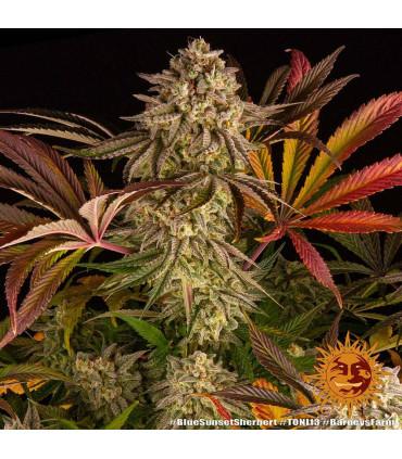 Blue Sunset Sherbert (Barney's Farm)